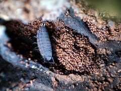 Porcellionides sexfasciatus