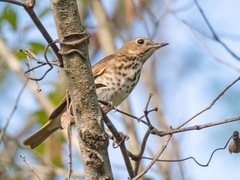 Catharus guttatus