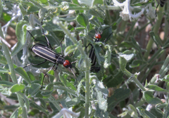 Epicauta erythrocephala