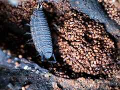 Porcellionides sexfasciatus
