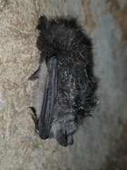 Myotis daubentonii