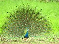 Pavo cristatus