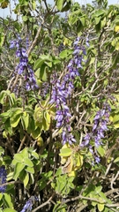 Coleus barbatus grandis