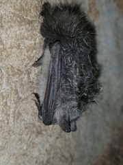 Myotis daubentonii