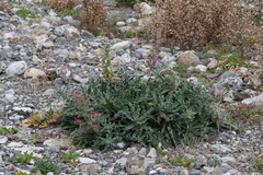 Echium angustifolium