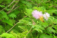 Dichrostachys
