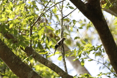 Pyrrhula nipalensis