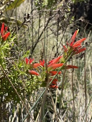 Castilleja integrifolia
