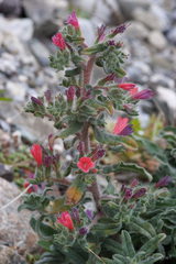 Echium angustifolium