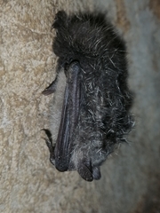 Myotis daubentonii