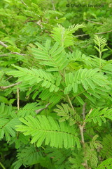 Dichrostachys