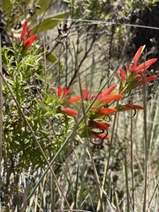 Castilleja integrifolia