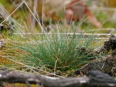 Corynephorus canescens