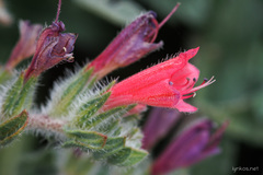 Echium angustifolium