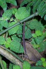 Libethra