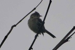 Camptostoma obsoletum