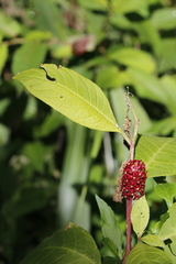Phytolacca japonica