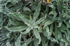 Echium angustifolium