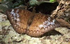 Euthalia monina monina