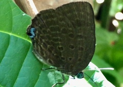 Arhopala
