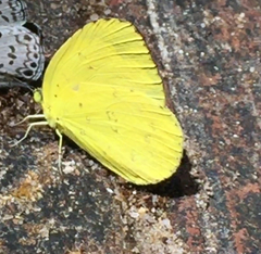 Eurema hecabe hecabe