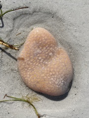 Aplidium stellatum