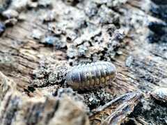 Armadillidium granulatum