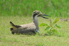 Esacus recurvirostris