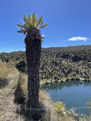 Espeletia hartwegiana