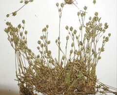 Sabulina stricta
