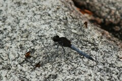 Erythrodiplax atroterminata