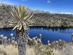 Espeletia hartwegiana