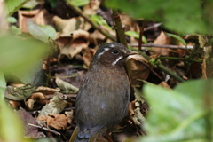 Trochalopteron morrisonianum