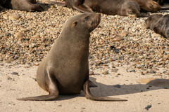 Arctocephalus pusillus