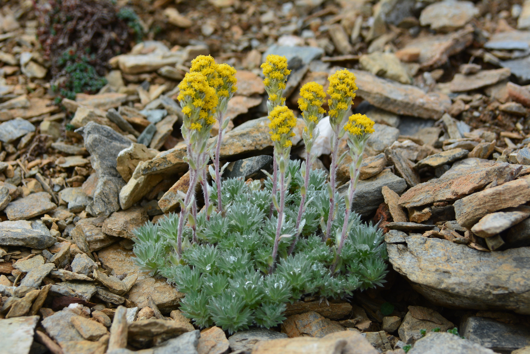 Artemisia senjavinensis