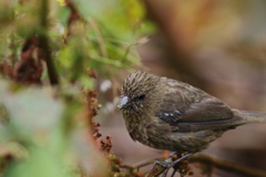 Carpodacus formosanus