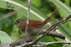 Certhiaxis cinnamomeus