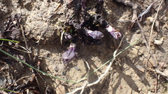 Mertensia virginica