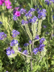 Phacelia congesta