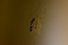 Sarginae