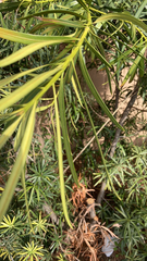 Podocarpus macrophyllus