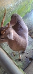 Rusa timorensis