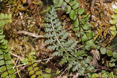 Asplenium fontanum