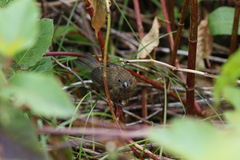 Carpodacus formosanus