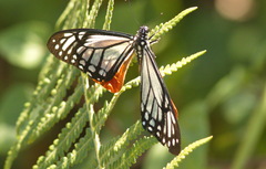 Papilio agestor