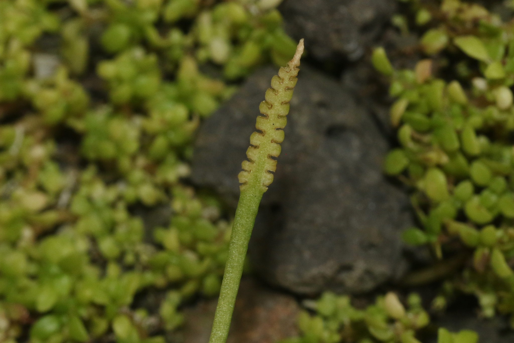 Ophioglossum nudicaule