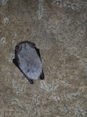 Myotis daubentonii