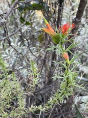 Castilleja fissifolia