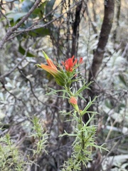 Castilleja fissifolia