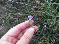 Centaurea aspera